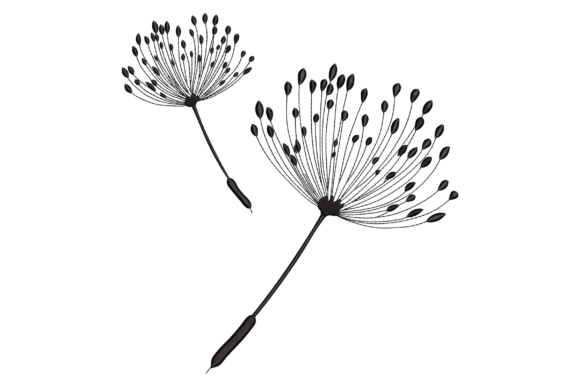 Dandelions
