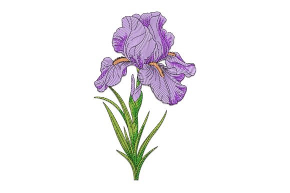 Purple Iris